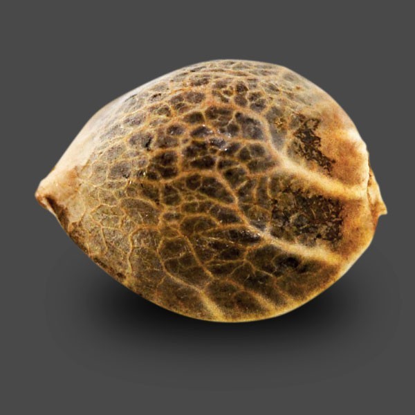 Auto White Dwarf Feminised Gold