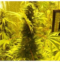 Auto AK-49 Feminised Gold