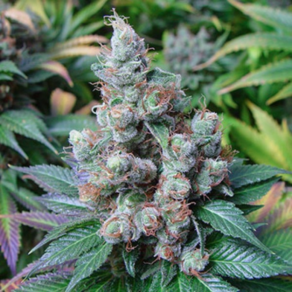 Насіння Somango Feminised Gold