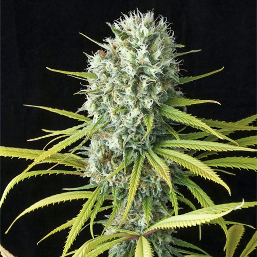 Fast Version Amnesia Seeds