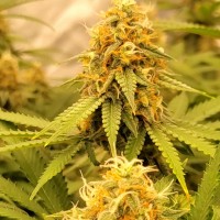 Fast Version Banana Punch Seeds