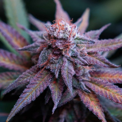 Fast Version Blue Dream