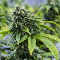 Fast Version Bruce Banner Seeds