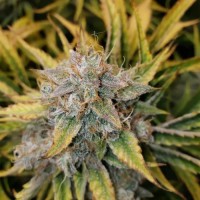 Fast Version Chocolope Seeds