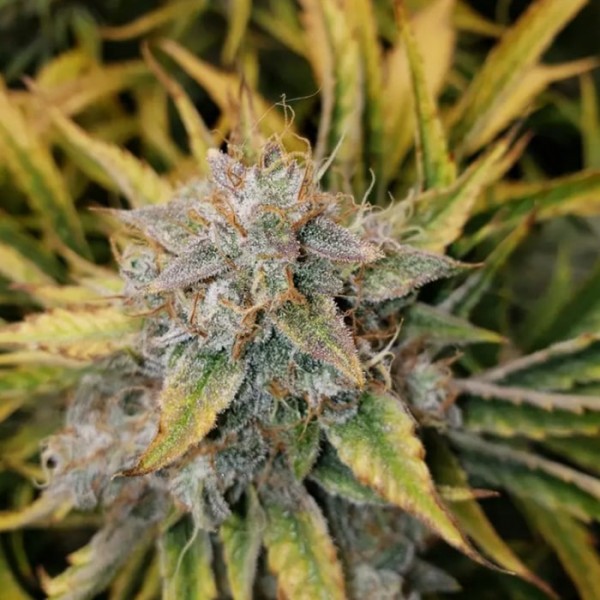 Fast Version Chocolope Seeds