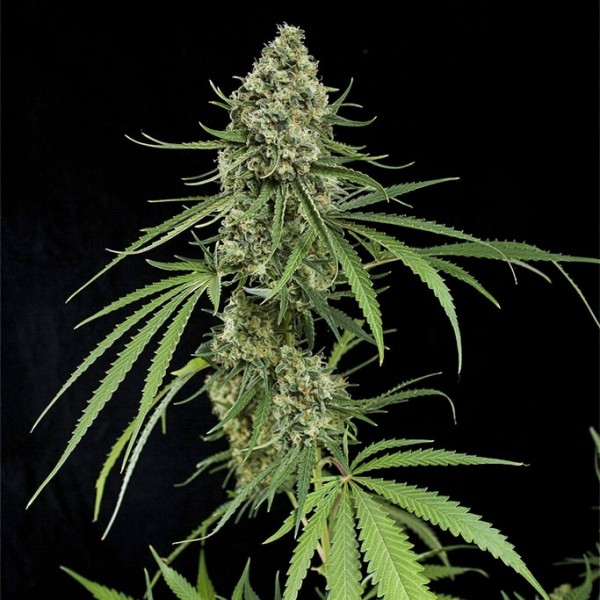 Fast Version Critical Seeds