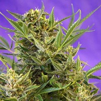 Fast Version Crystal Candy Seeds