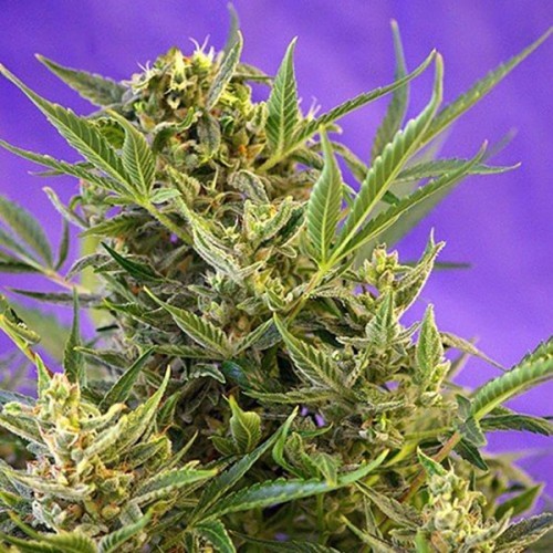 Fast Version Crystal Candy Seeds