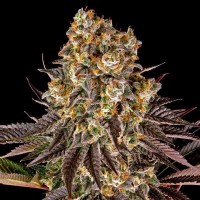 Насіння Fast Version Gelato