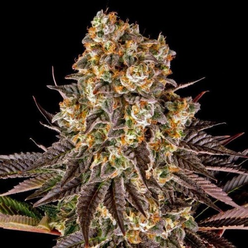 Fast Version Gelato Seeds