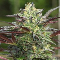 Fast Version Girls Scout Cookies Seeds