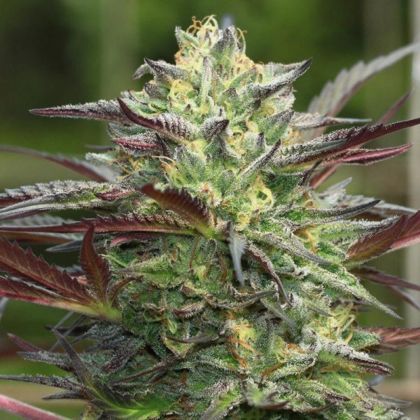 Fast Version Girls Scout Cookies Seeds