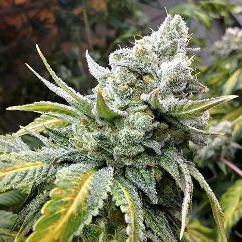 Fast Version Gorilla Cookies Seeds