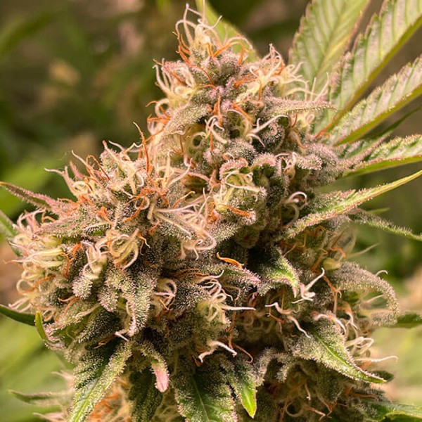 Fast Version Gorilla Glue Seeds