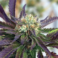 Fast Version Grandaddy Purple Seeds