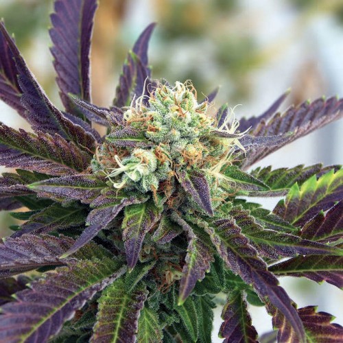 Fast Version Grandaddy Purple Seeds