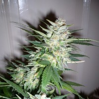 Насіння Fast Version Great White Shark