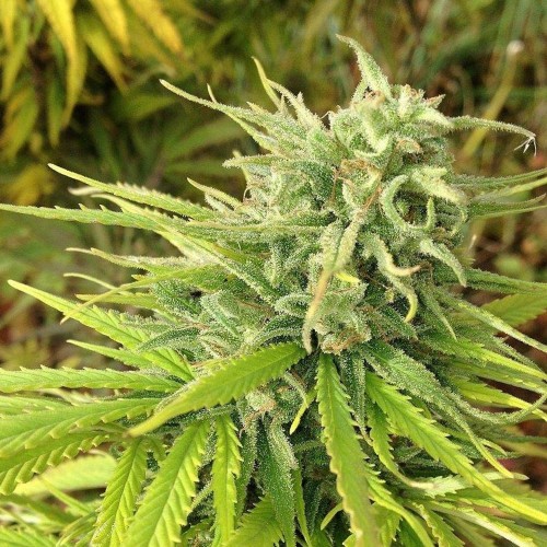 Fast Version Green Poison Seeds