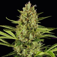 Fast Version Jack Herer Seeds