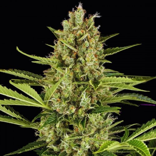 Fast Version Jack Herer Seeds