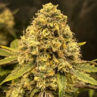 Fast Version Lemon Haze