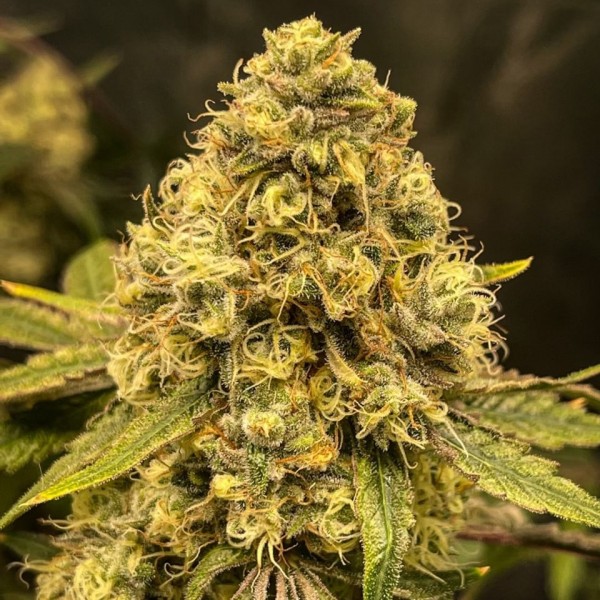 Fast Version Lemon Haze Seeds