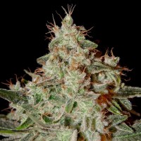 Fast Version Lemon Skunk Seeds