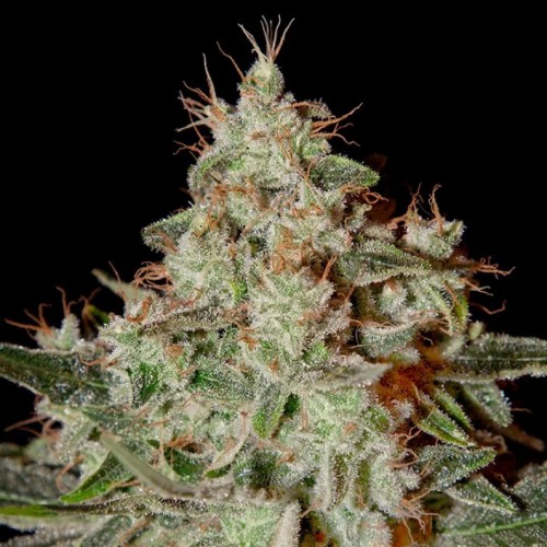 Fast Version Lemon Skunk Seeds