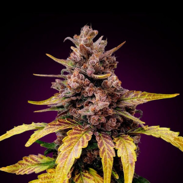 Fast Version LSD Seeds