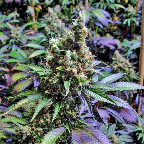 Fast Version NYC Diesel Seeds