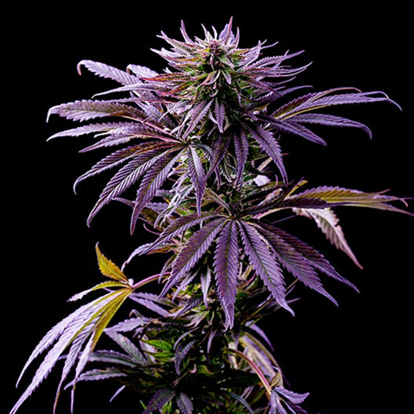 Fast Version Purple Punch Seeds