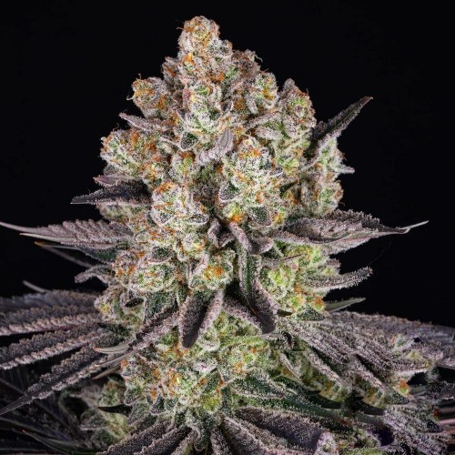 Fast Version Runtz Seeds