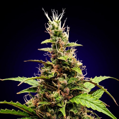 Fast Version Somango Seeds