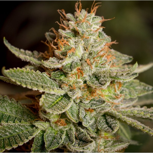 Fast Version Sour Diesel Seeds