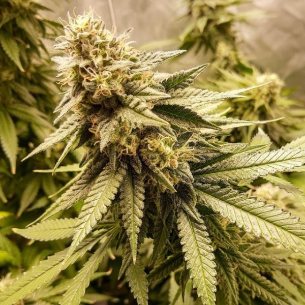 Fast Version Strawberry Banana Seeds