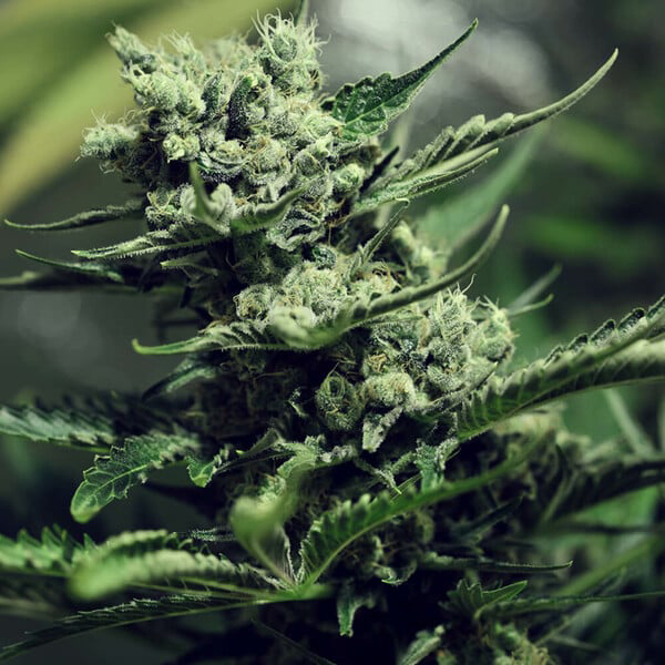 Fast Version Super Skunk Seeds