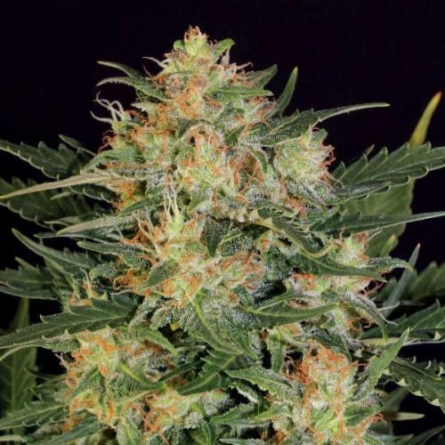 Fast Version White Russian Seeds