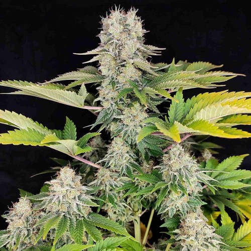 Fast Version White Widow Seeds