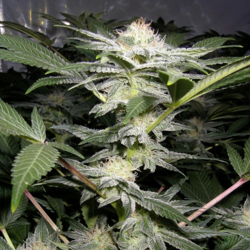 Somango XL Feminised Gold