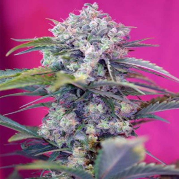 Auto Cream Mandarine Feminised Gold