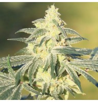 Auto Gorilla Glue Feminised Gold