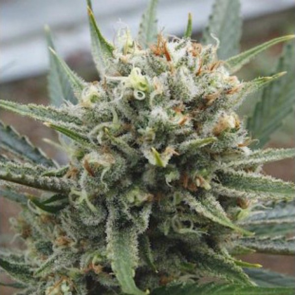 Насіння Super Lime Haze Feminised Gold