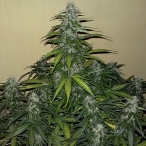 Super Mazar Feminised Gold