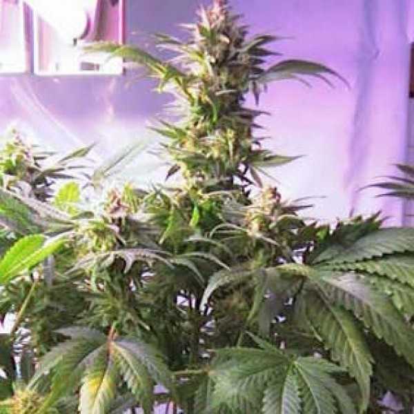 Top44 Feminised Gold