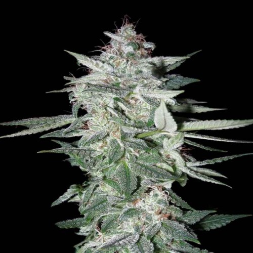 White Gum Feminised Gold