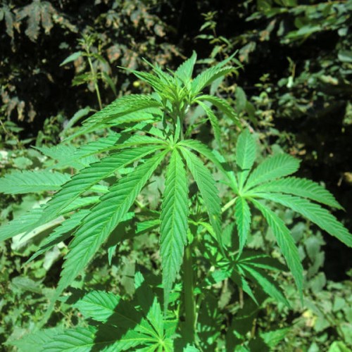 White Widow Bubble Feminised Gold