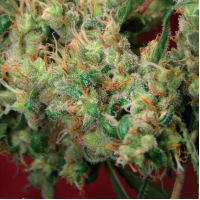 2046 Feminised Silver