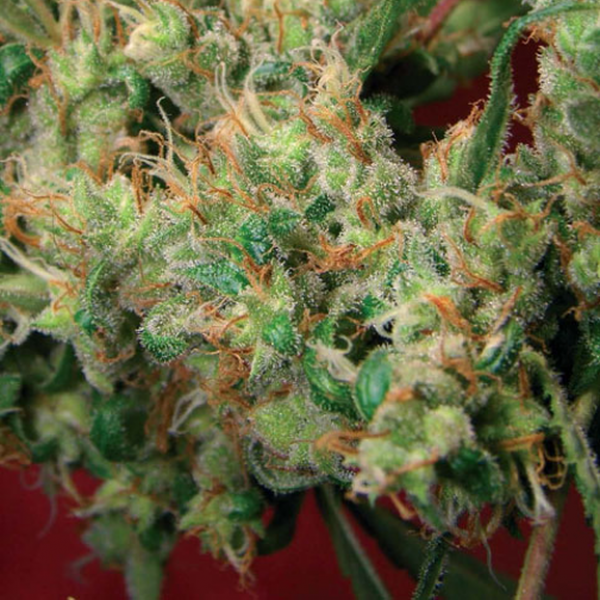 2046 Feminised Silver