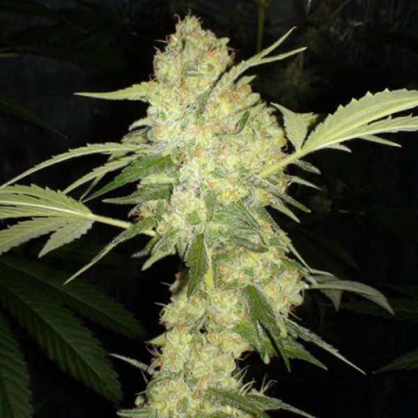 Auto Chocolope Feminised Silver
