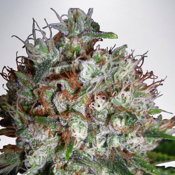 Auto Big Bud XXL Feminised Silver